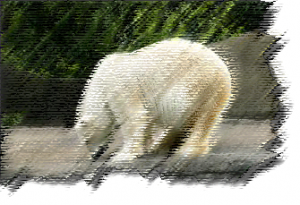 Белый -полярный медведь